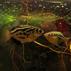 Archerfish spinner fish in tank