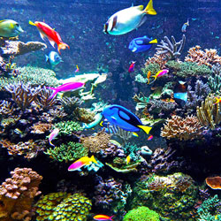 Assorted fishes inside coral reef environment