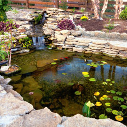 Close up of pond with green leaves