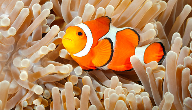Clown fish swimming in tentacles of anemone
