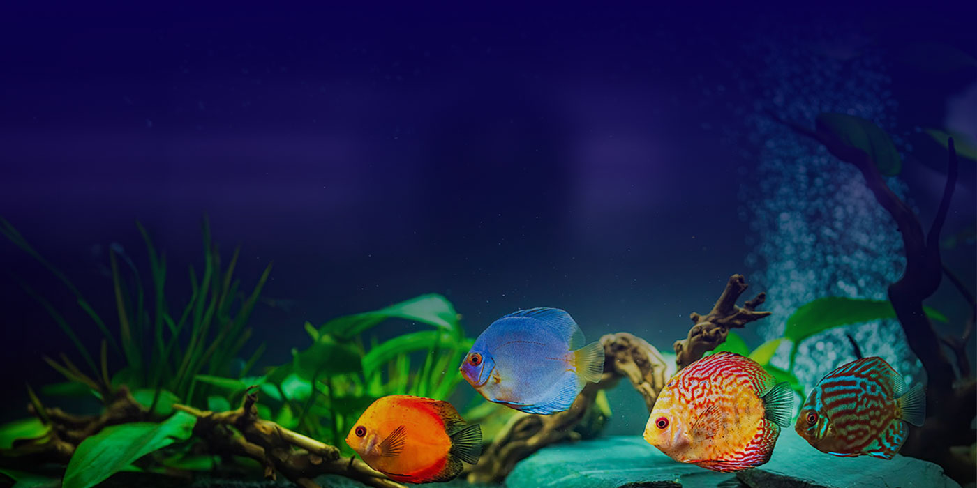 Colorful discus fish in aquarium