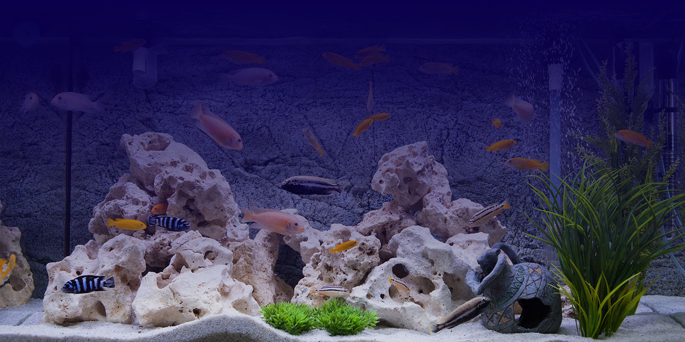 fish in aquarium