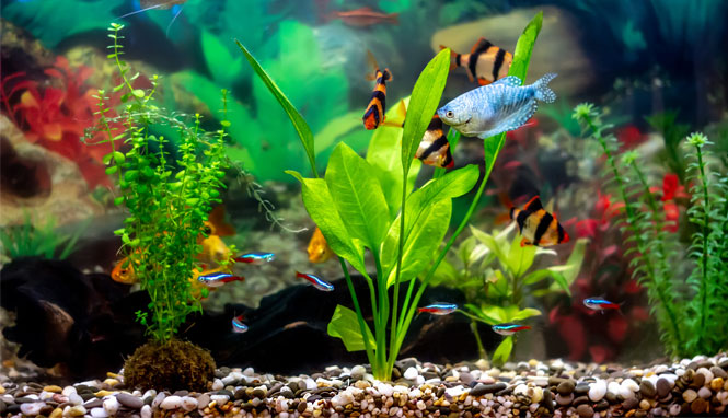 Fresh water aquarium