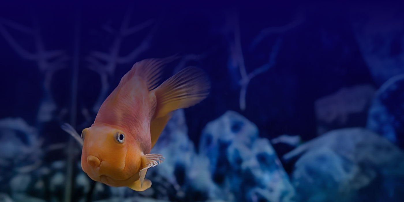 goldfish in aquarium 2