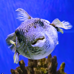 Porcupinefish in aquarium