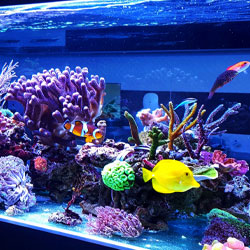Saltwater coral reef aquarium