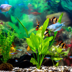 Schuberti barbs blue gourami golden barbs and blue neons swimming in tank