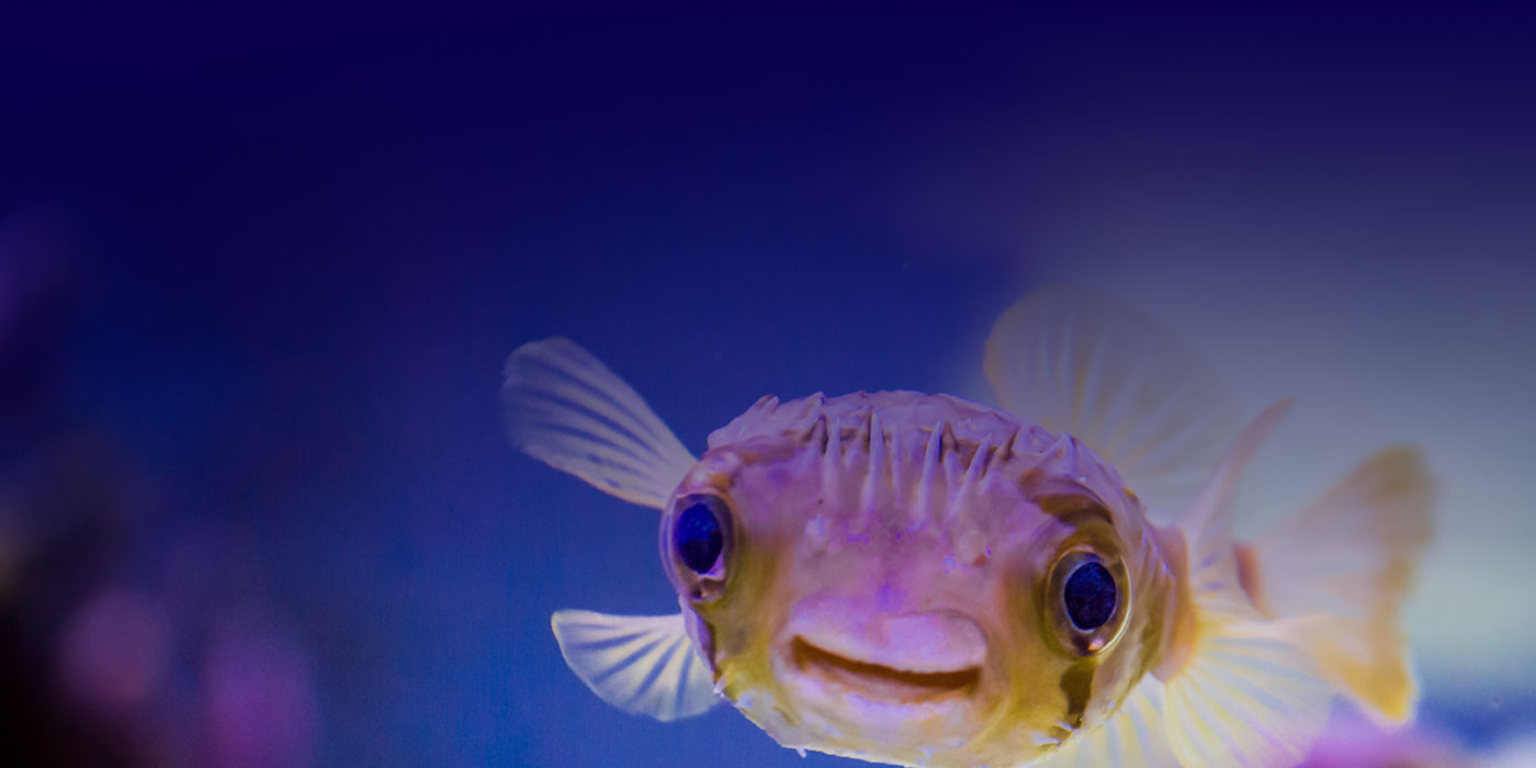 smiling fish