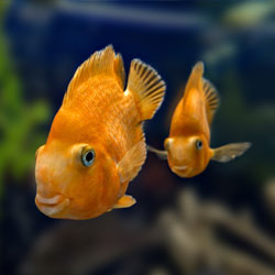 Two goldfish swimming